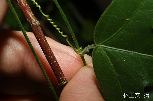 三角葉西番蓮 Passiflora suberosa 三角葉西番蓮 Passiflora suberosa