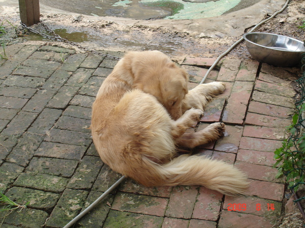 這隻獵犬很喘