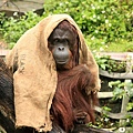 orangutan_overlay_2.jpg