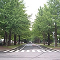 北大林蔭大道