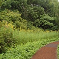 種有很高的花的道路