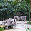 動物園-斑馬