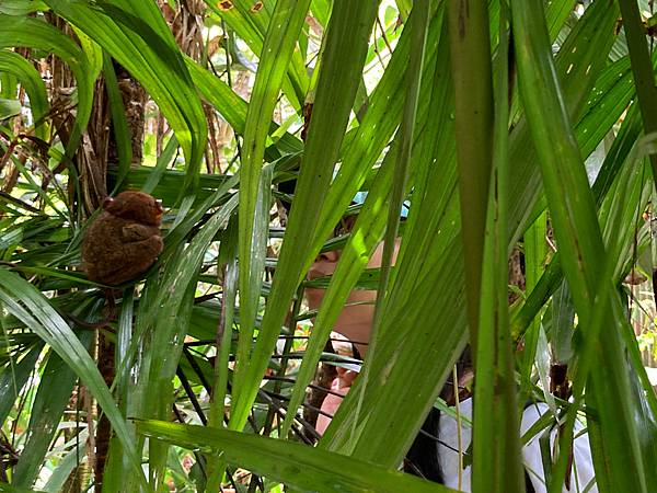 [菲律賓宿霧]超乎想像挑戰級9天8夜跳島--(上)