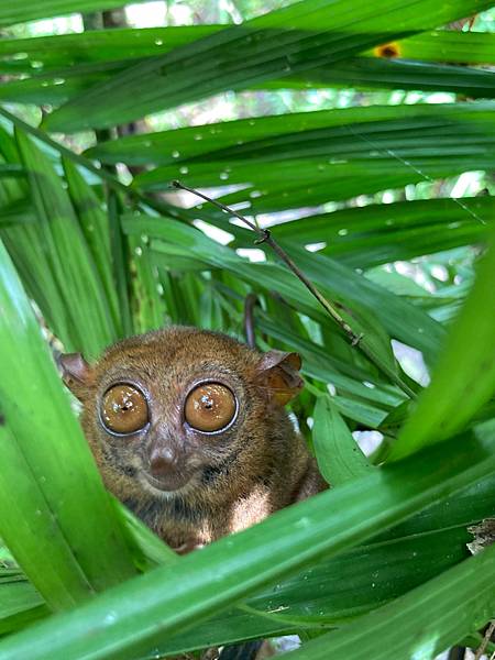 [菲律賓宿霧]超乎想像挑戰級9天8夜跳島--(上)