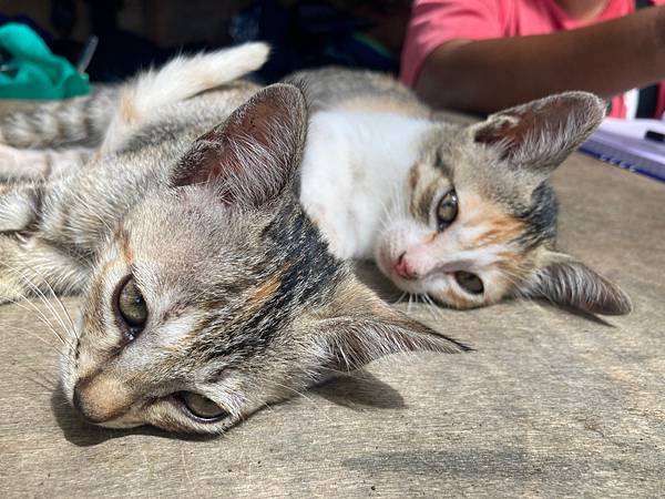 [菲律賓宿霧]超乎想像挑戰級9天8夜跳島--(上)