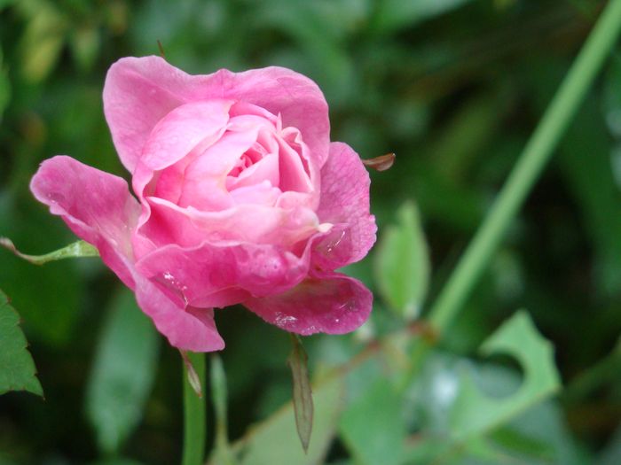 1. ROSE.JPG 1. ROSE.JPG