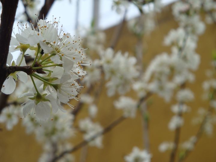 李花.jpg 李花.jpg