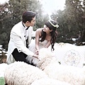 拍婚紗照與羊群們