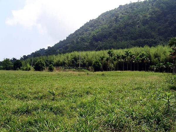 金針、竹林與森林