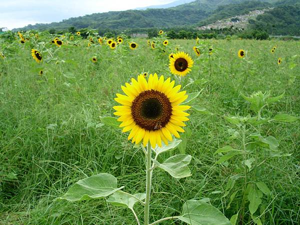 8月29日，大禹，向日葵