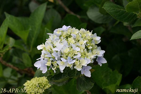 繡球花