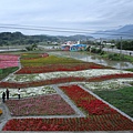 0214 富里農會 花海