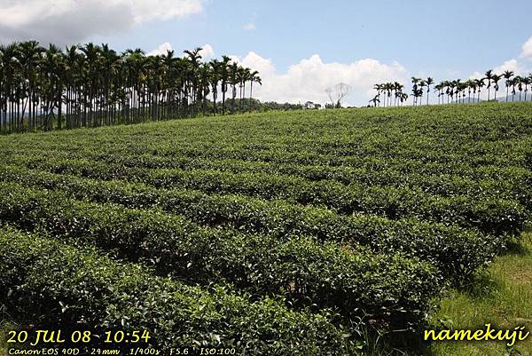 0720 舞鶴 茶園 (1)