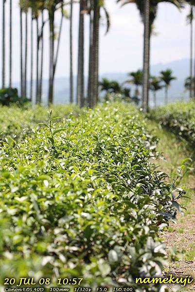 0720 舞鶴 茶園 (3)