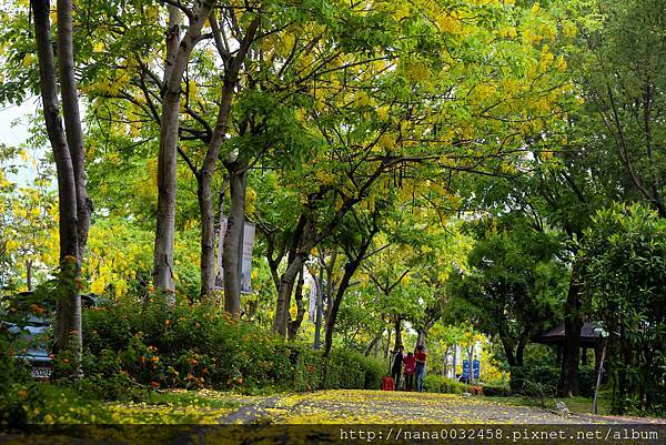 台中亞洲大學 阿勃勒花季 (1).jpg