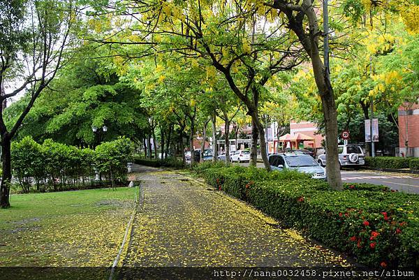 台中亞洲大學 阿勃勒花季 (2).jpg