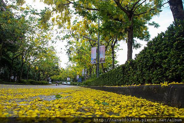 台中亞洲大學 阿勃勒花季 (3).jpg