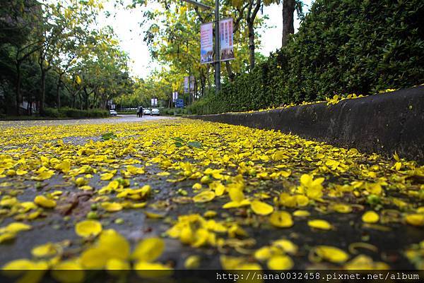 台中亞洲大學 阿勃勒花季 (4).jpg