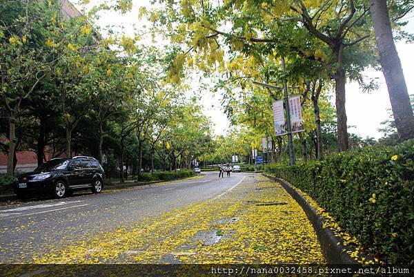 台中亞洲大學 阿勃勒花季 (7).jpg