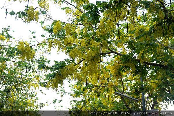 台中亞洲大學 阿勃勒花季 (8).jpg