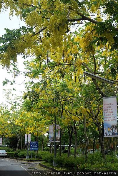 台中亞洲大學 阿勃勒花季 (10).jpg