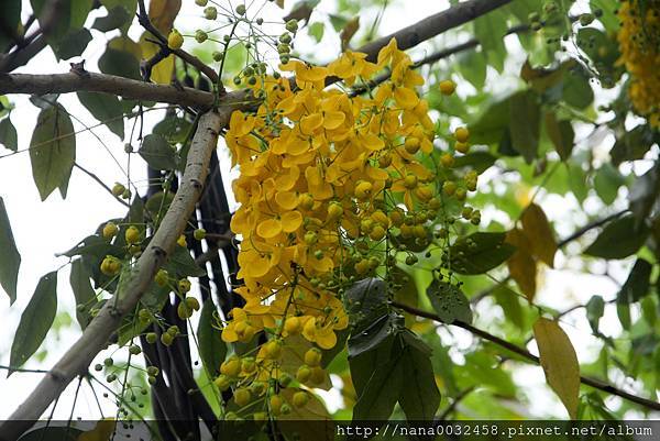 台中亞洲大學 阿勃勒花季 (12).jpg