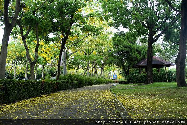 台中亞洲大學 阿勃勒花季 (14).jpg
