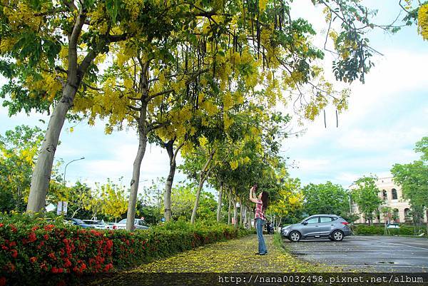 台中亞洲大學 阿勃勒花季 (15).jpg