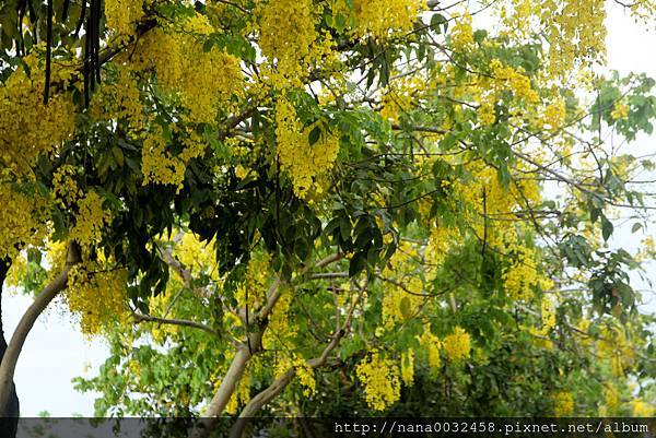 台中亞洲大學 阿勃勒花季 (17).jpg