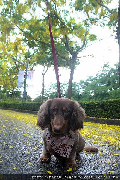 台中亞洲大學 阿勃勒花季 (20).jpg