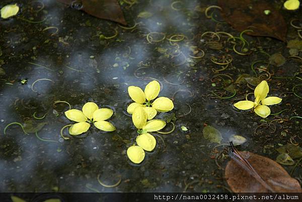 台中亞洲大學 阿勃勒花季 (22).jpg
