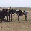 草原旅遊的第一個活動是騎馬