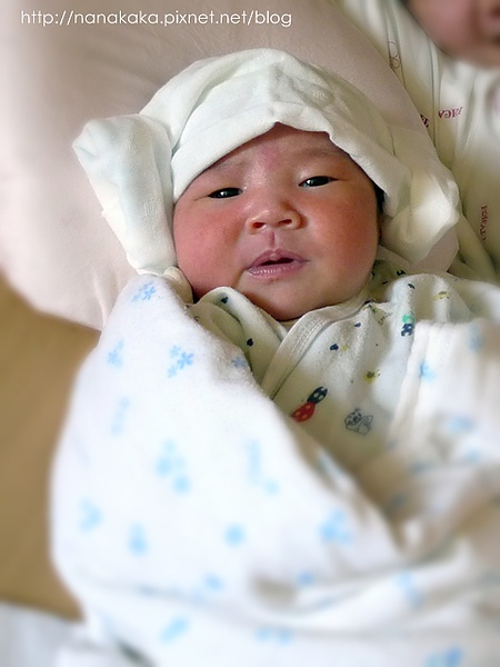 十天大的幼綿綿.jpg 十天大的幼綿綿.jpg