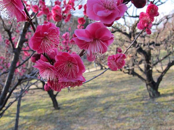 大阪城梅園_8