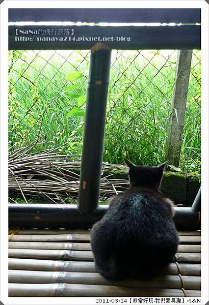 長灘島的貓咪幾乎都不怕生！慵懶的貓很適合在長灘生活~