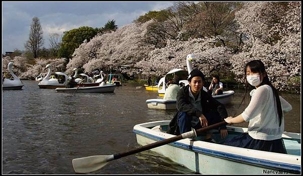 日本東京賞櫻 (3).jpg