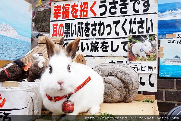 20140503.38 上過電視,能招來幸福的兔子.JPG
