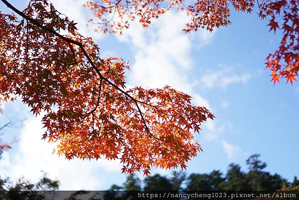 20191108.13 藍天白雲打底讓楓紅展現不一樣的樣貌.JPG