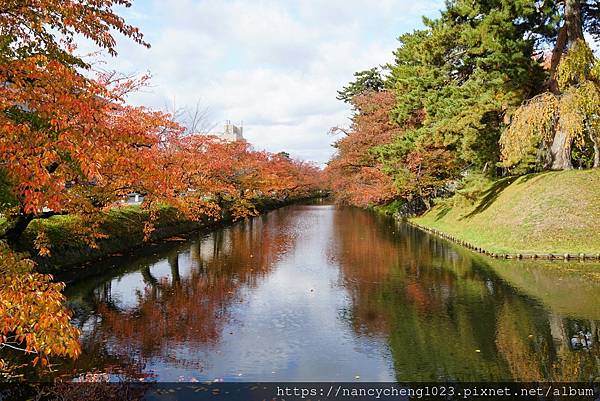 20191109.1 弘前城護城河旁的櫻花樹，秋天時葉子轉紅、彷彿楓紅一般.JPG