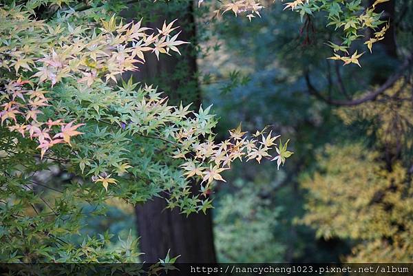 【日本東北】秋天楓紅の山寺