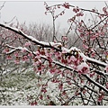 20160124平等里下雪了