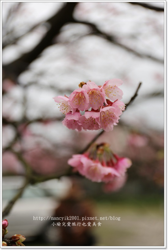 20160130平菁街賞櫻