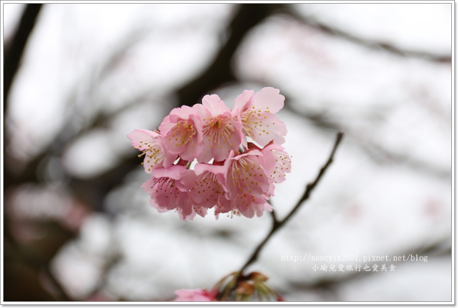 20160130平菁街賞櫻