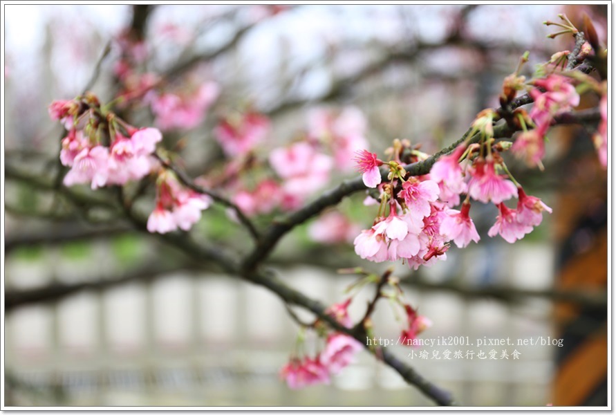 20160130平菁街賞櫻