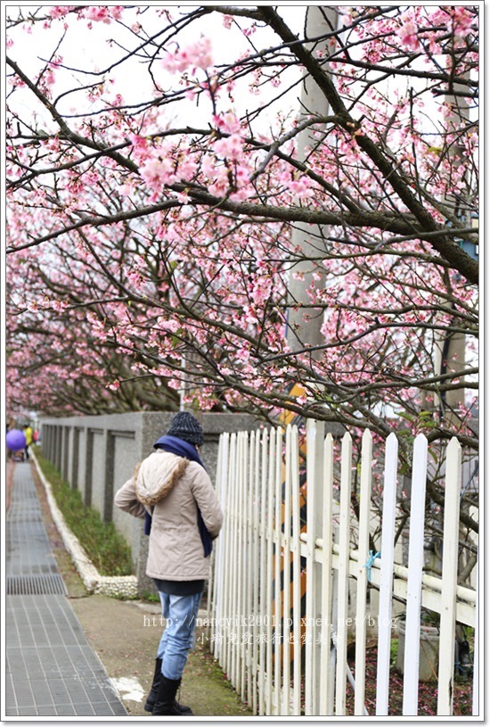 20160130平菁街賞櫻