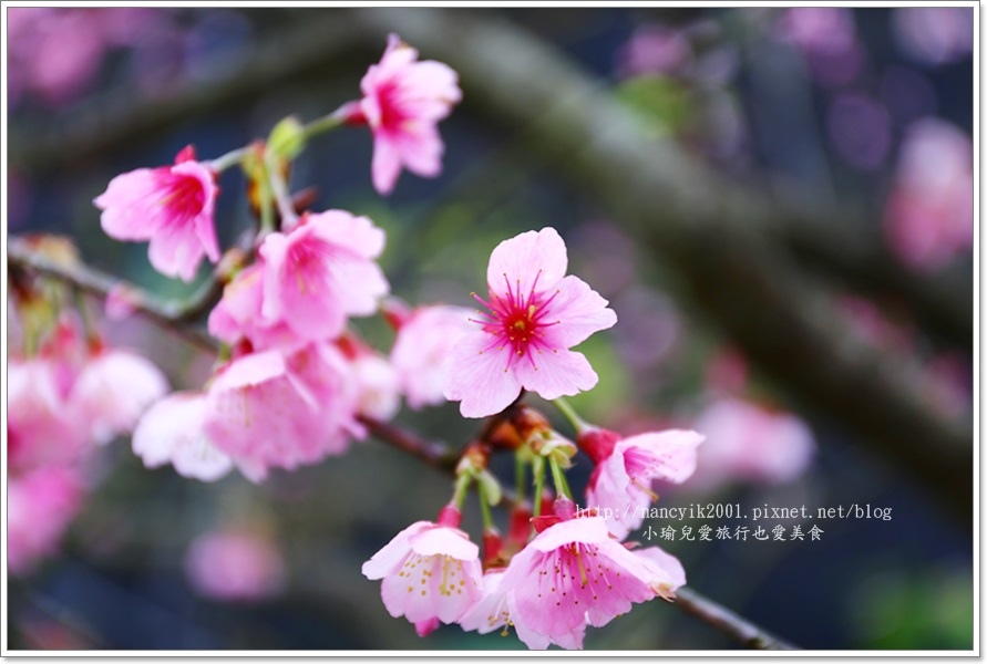 20160130平菁街賞櫻