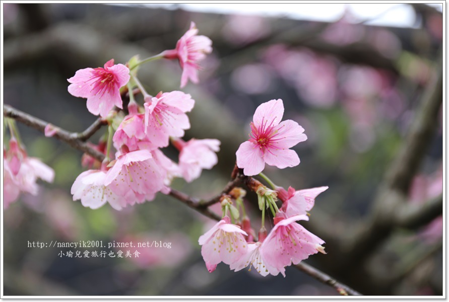 20160130平菁街賞櫻