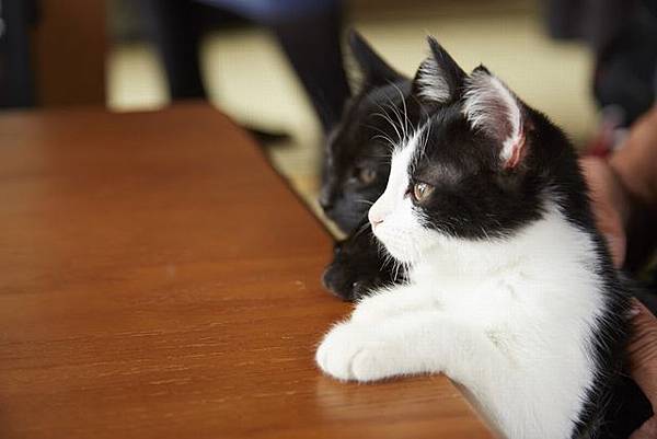 201604201537497340 201604201537497340