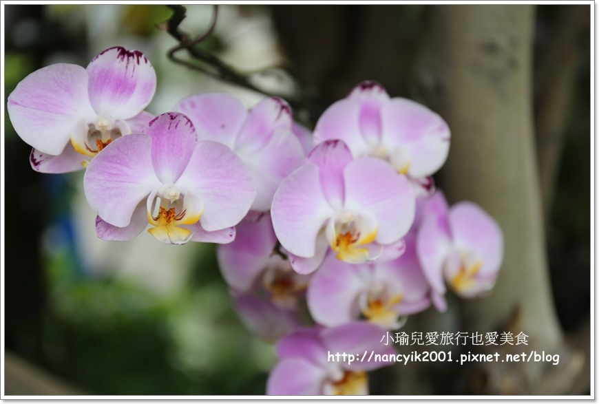 20160528莒光四村 20160528莒光四村