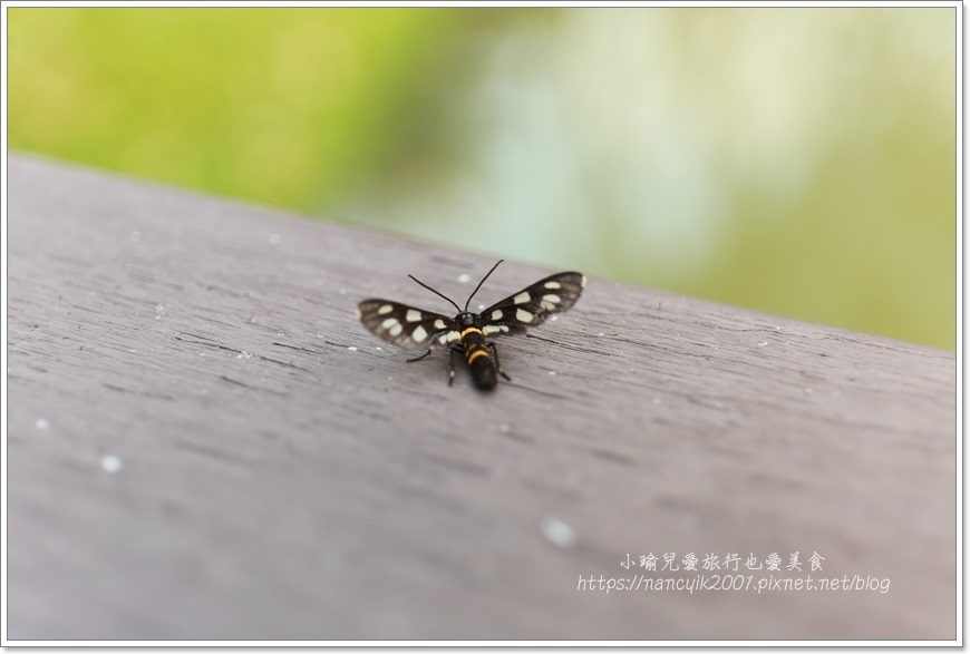 IMG_9703.JPG IMG_9703.JPG